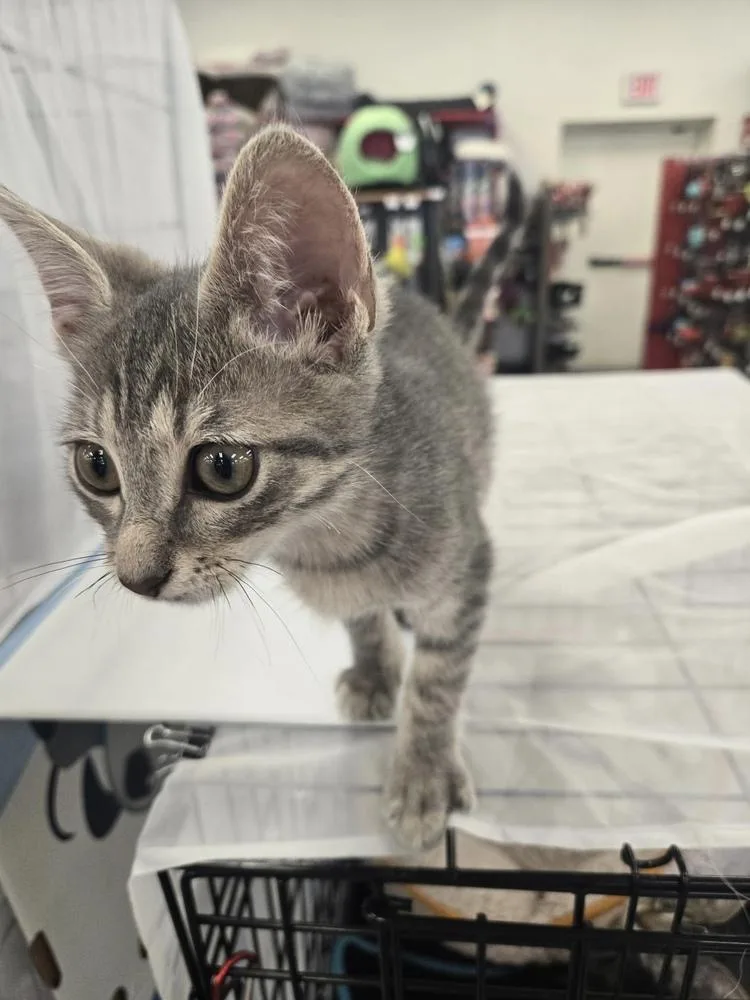 A baby small-sized male Gray / Blue / Silver Domestic Short Hair cat named Cheyenne for adoption in Dallas, TX