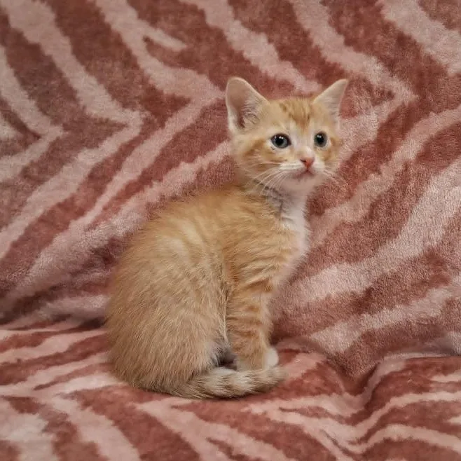 Angus thumbnail 3