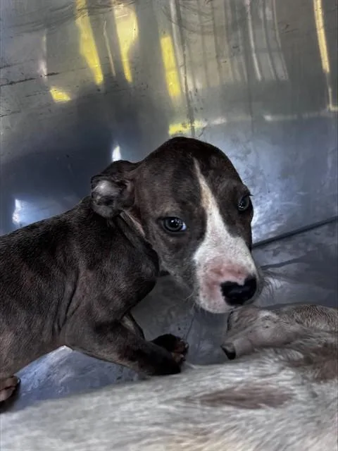 A young large-sized female Mixed Breed dog named Domino for adoption in Dallas, TX