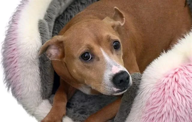 A young medium-sized female Feist dog named Ethel for adoption in Fort Lauderdale, FL