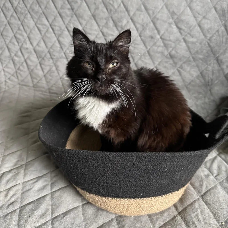 An adult small-sized female Black & White / Tuxedo Domestic Medium Hair cat named Jasmine for adoption in San Jose, CA