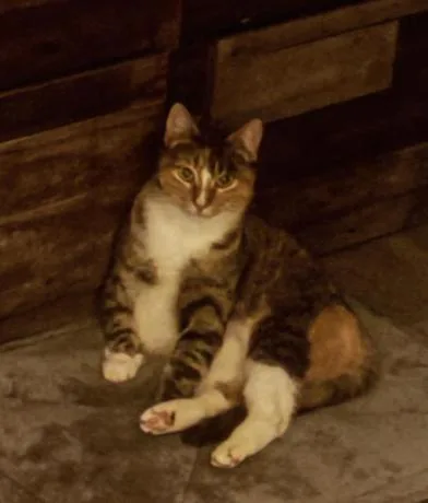 A young medium-sized female Calico Domestic Short Hair cat named Nefe for adoption in Liverpool, TX