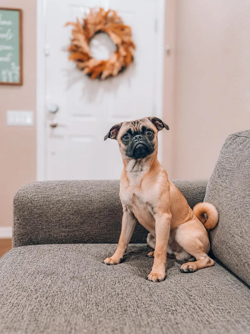 A young small-sized male Pug dog named Frank for adoption in Goodyear, AZ