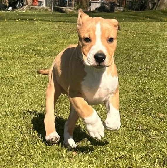 A young medium-sized male Pit Bull Terrier dog named Support for adoption in Racine, WI
