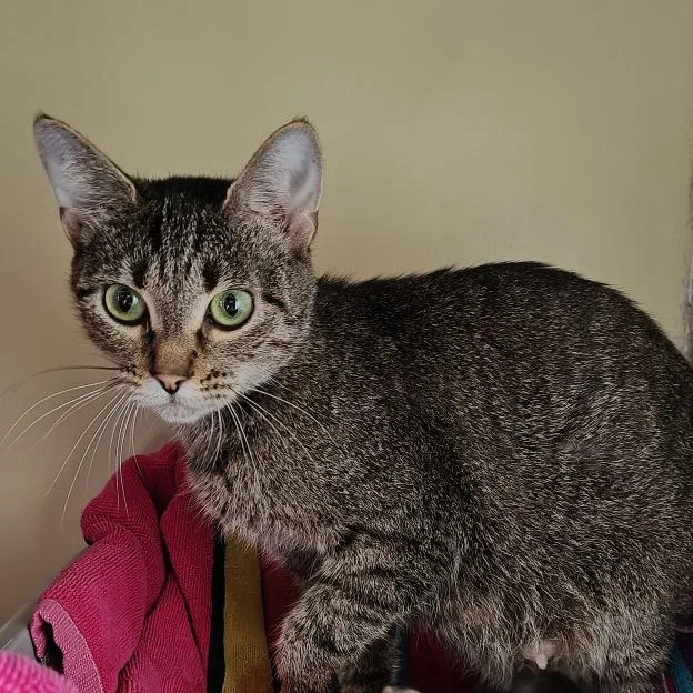 An adult medium-sized female Brown / Chocolate Domestic Short Hair cat named Abbie for adoption in Upland, CA