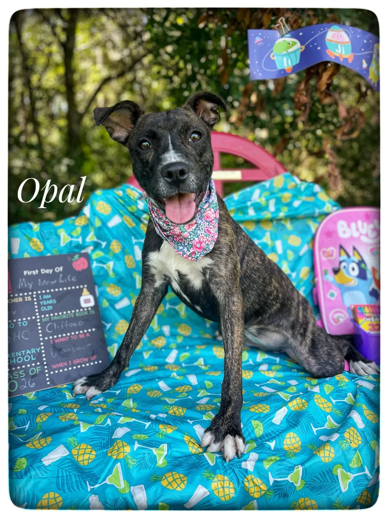Opal thumbnail 4