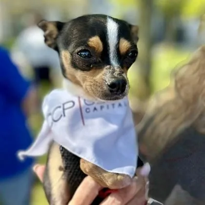 An adult small-sized female Chihuahua dog named Pixie for adoption in Elk Grove Village, IL