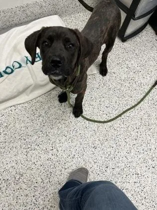 A young medium-sized female Mixed Breed dog named Poppy for adoption in Atlanta, GA