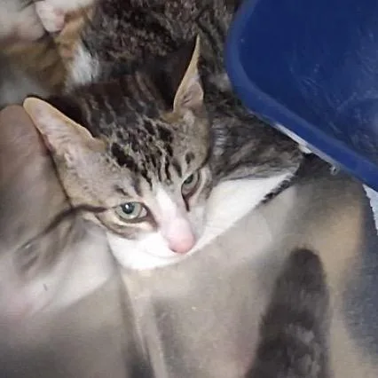 A baby small-sized female Brown / Chocolate Domestic Short Hair cat named Yzma for adoption in Lake Panasoffkee, FL