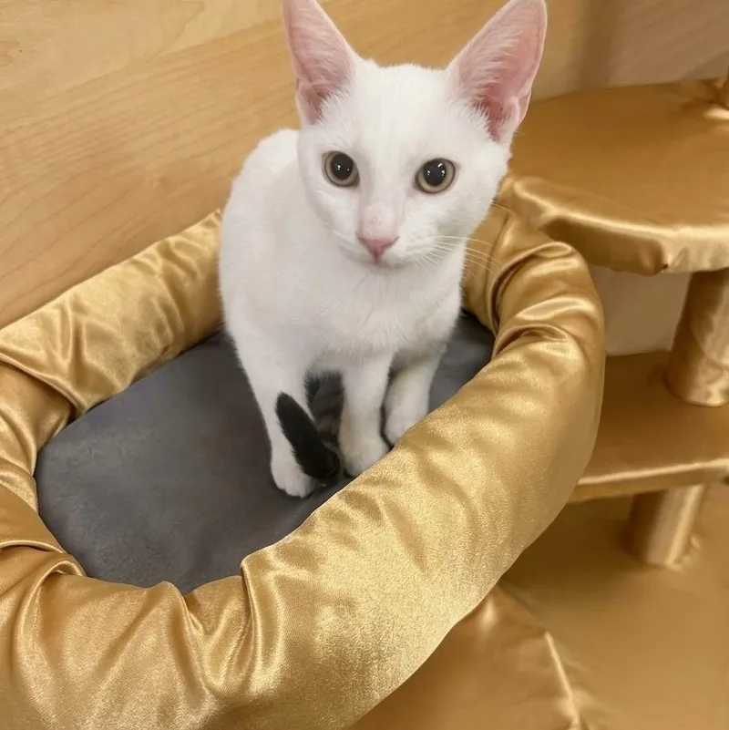 A baby medium-sized male White Domestic Short Hair cat named Flash Storm for adoption in SCOTTSDALE, AZ