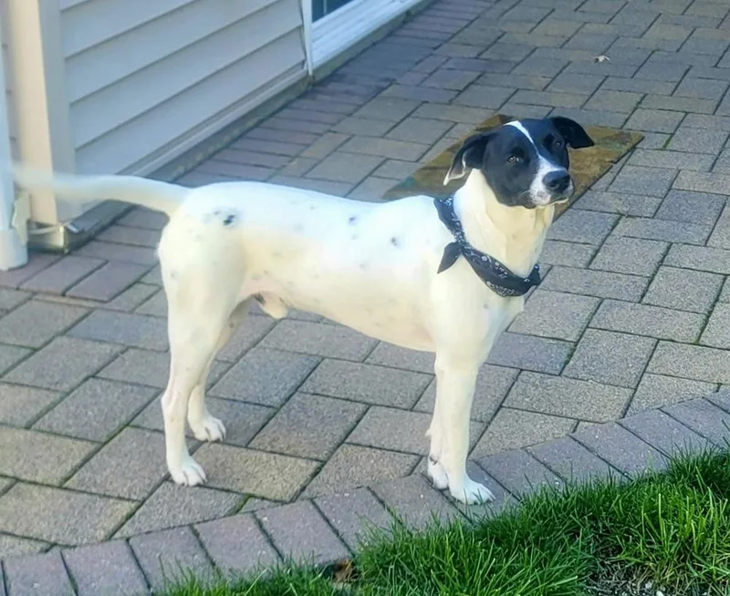 A young large-sized male Labrador Retriever dog named Snoopy for adoption in Greenlawn, NY