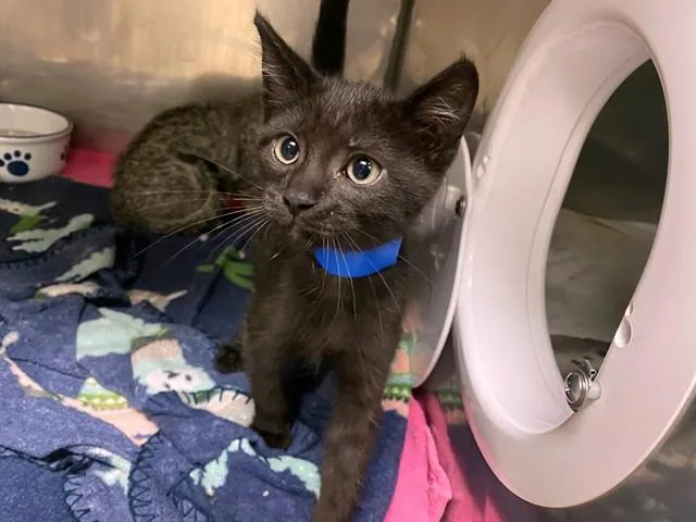 A baby small-sized male Domestic Short Hair cat named Joey for adoption in Fort Wayne, IN