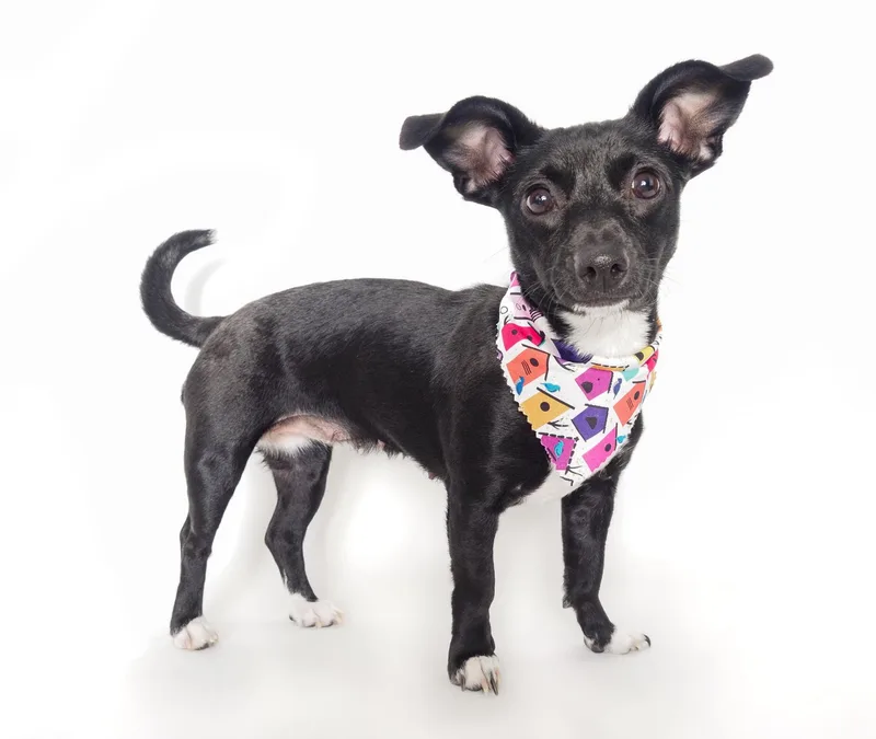 A young small-sized female Black Chihuahua dog named Wren for adoption in PHOENIX, AZ