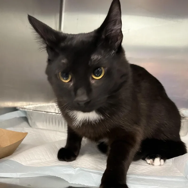 An adult medium-sized male Black Domestic Short Hair cat named Hansel for adoption in Greensboro, NC