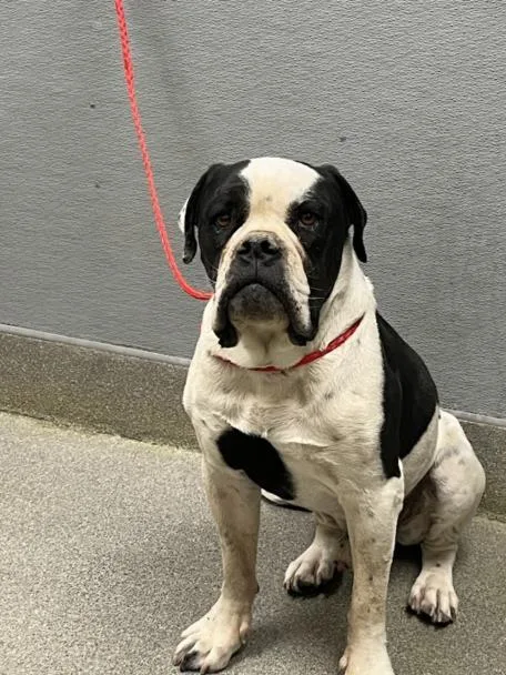 An adult medium-sized male Boxer dog named Chapo for adoption in Las Vegas, NV