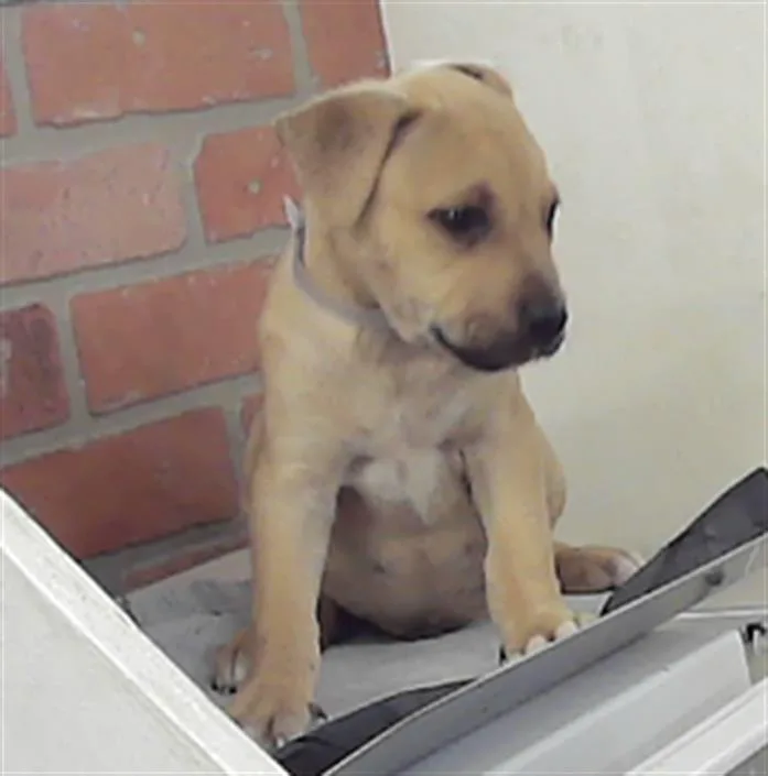 A baby small-sized male Staffordshire Bull Terrier dog named Rowan for adoption in Houston, TX