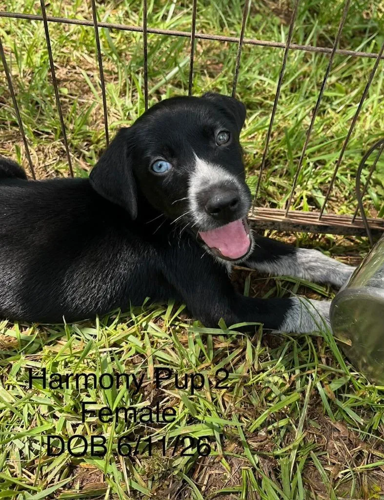 A baby small-sized female Mixed Breed dog named Melody for adoption in Lawrenceburg, TN