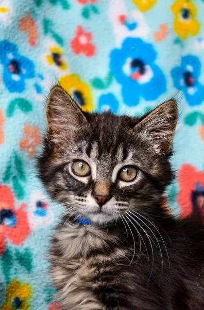 A baby small-sized male Domestic Long Hair cat named Oak for adoption in Yakima, WA