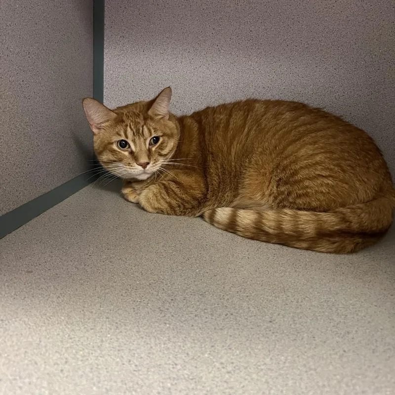 An adult large-sized male Orange / Red Domestic Short Hair cat named Saka for adoption in Cedar Rapids, IA