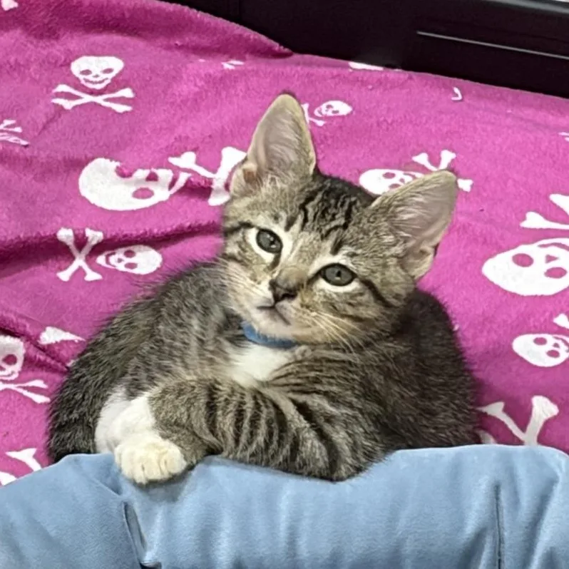 A baby medium-sized male Tabby (Brown / Chocolate) Domestic Short Hair cat named West for adoption in Murfreesboro, TN
