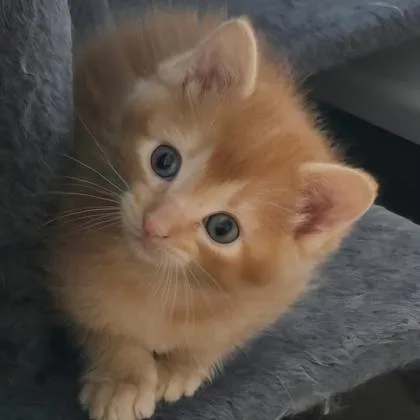 A baby small-sized male Domestic Short Hair cat named Newsie for adoption in Verona, WI