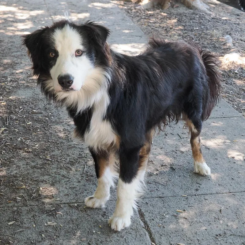 A young medium-sized male Black Border Collie dog named Rivian for adoption in Point Richmond, CA