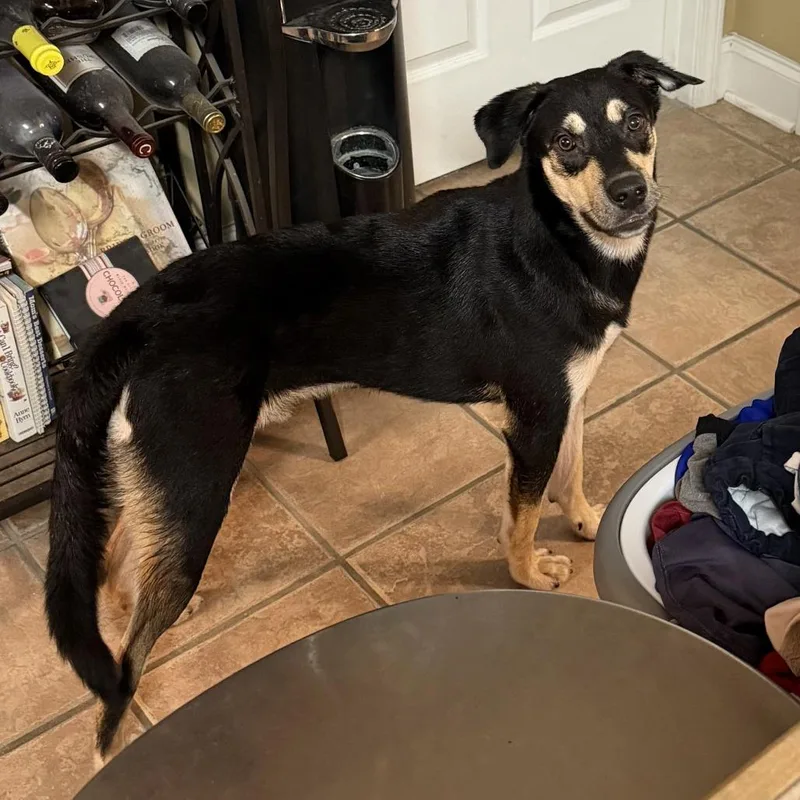 A young medium-sized male Black Shepherd dog named Crape for adoption in New Orleans, LA