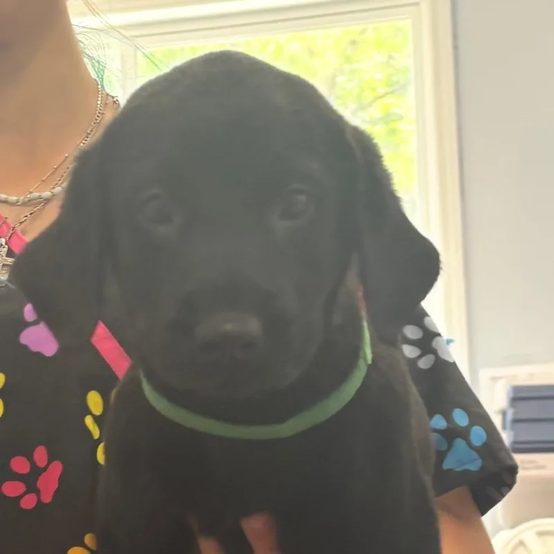 A baby medium-sized male Black Mixed Breed dog named Noble for adoption in Columbus, NC