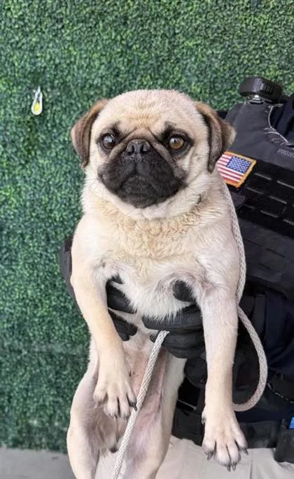 An adult small-sized female Yellow / Tan / Blond / Fawn Pug dog named 61271685 for adoption in El Paso, TX