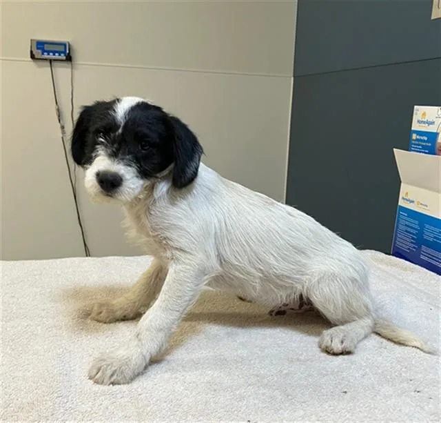 A baby small-sized male Chihuahua dog named Bo for adoption in San Luis Obispo, CA