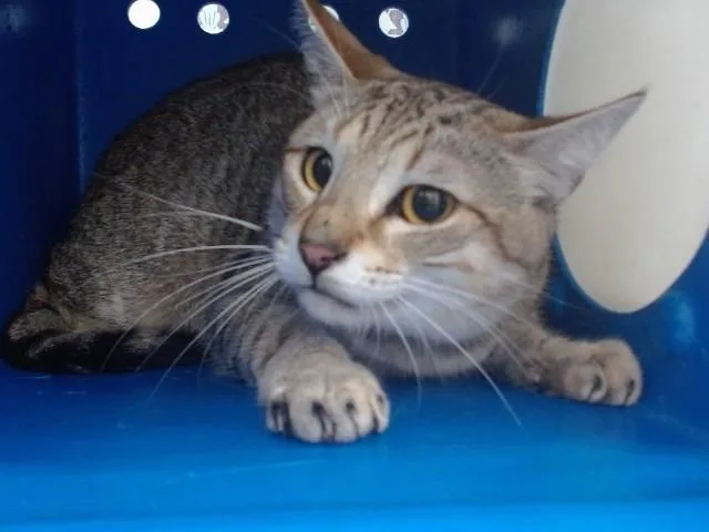 A young small-sized male Domestic Short Hair cat named Blondie for adoption in Orlando, FL