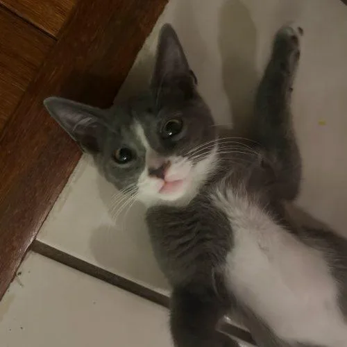 A baby small-sized female Gray & White Domestic Short Hair cat named Pebbles for adoption in Gaithersburg, MD