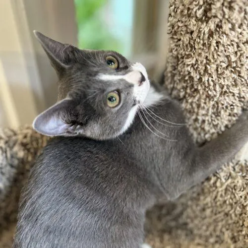 Pebbles thumbnail 6