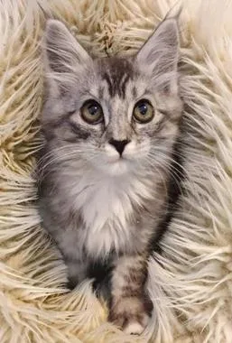 Juniper A
