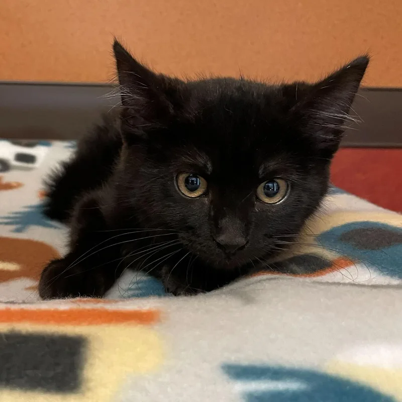 A baby small-sized male Black Domestic Short Hair cat named Cavern for adoption in Rochester, MN