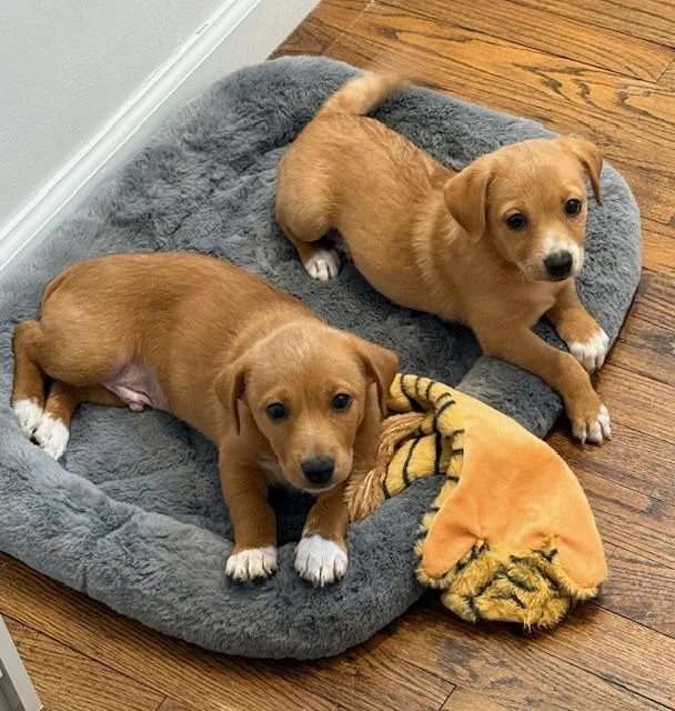 Isabella thumbnail 3