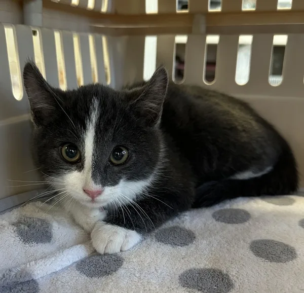 A young medium-sized male Domestic Medium Hair cat named Chase for adoption in Napa, CA