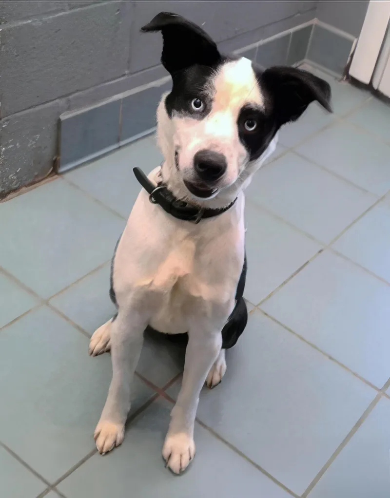 A young medium-sized male Black Mixed Breed dog named Koi for adoption in Nashville, TN