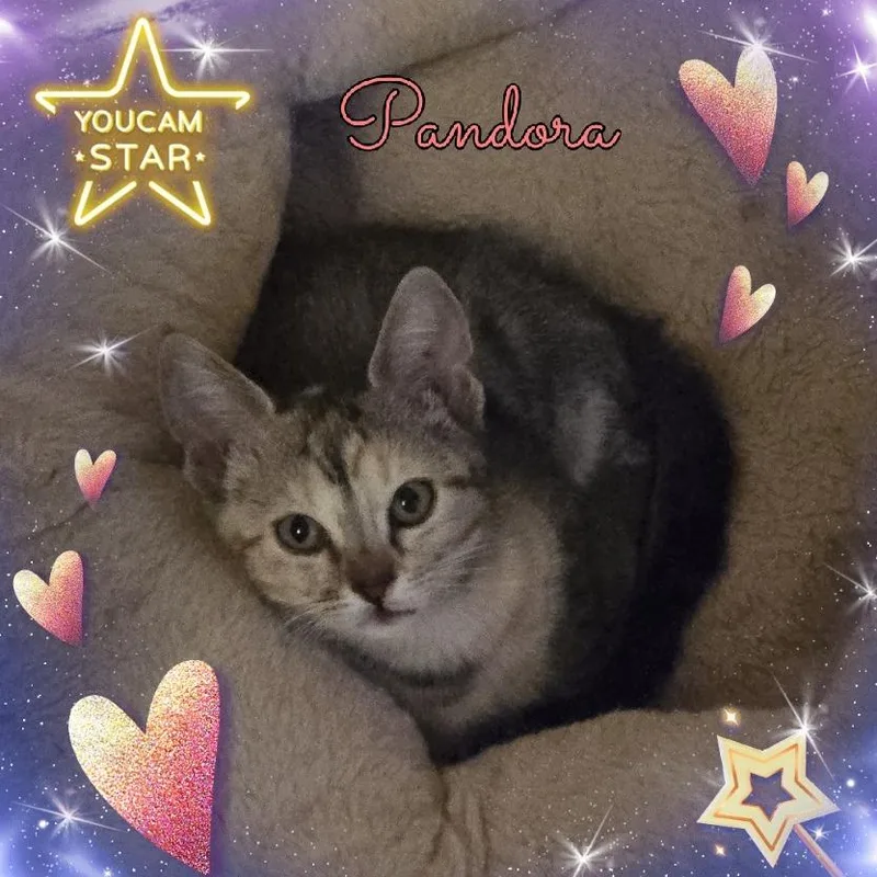 A baby small-sized female Gray / Blue / Silver Domestic Short Hair cat named Pandora for adoption in Tulsa, OK