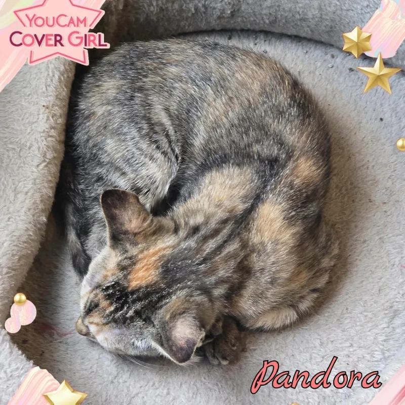 Pandora thumbnail 3