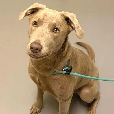 A young medium-sized female Gray / Blue / Silver Mixed Breed dog named Shasta for adoption in Asheville, NC