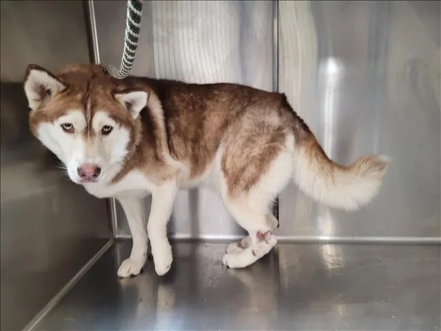 An adult large-sized female Siberian Husky dog named Nico for adoption in Los Angeles, CA