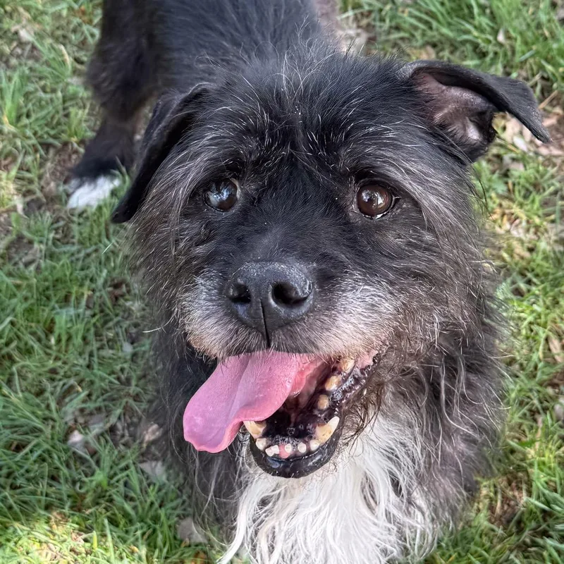 A senior medium-sized male Black Scottish Terrier dog named Shaggy for adoption in San Jacinto, CA