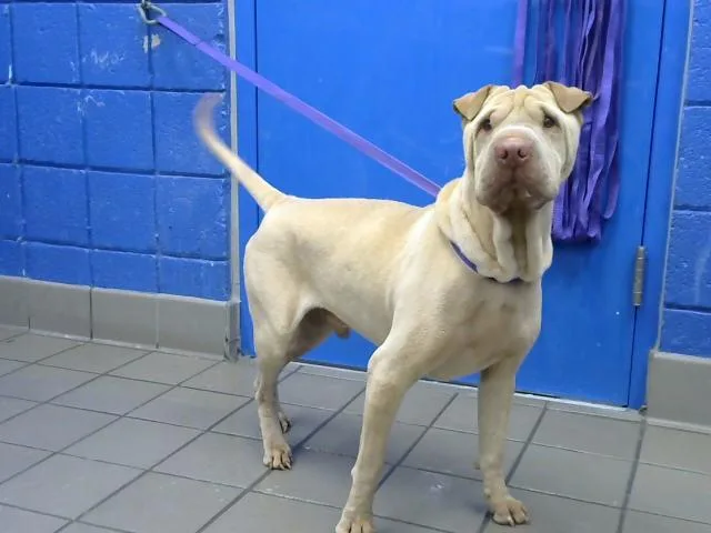 An adult medium-sized male Shar-Pei dog named Fred for adoption in Albuquerque, NM