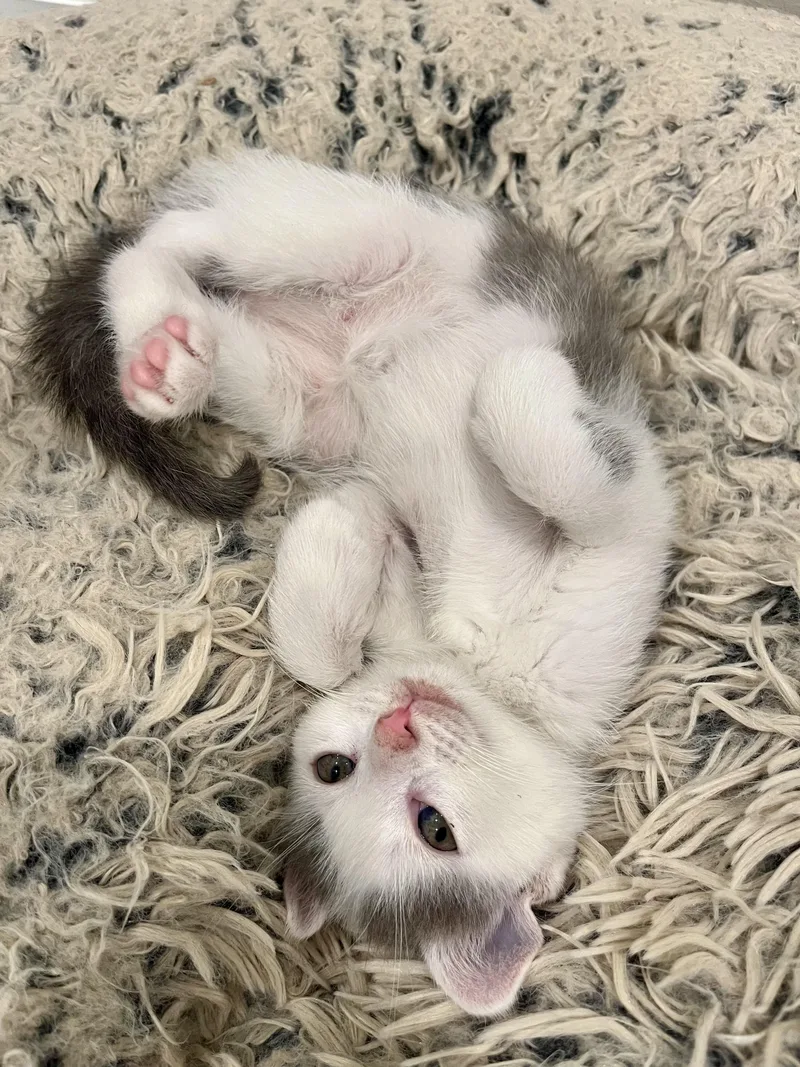 A baby small-sized female Domestic Short Hair cat named Jellicle Moon for adoption in Alexandria, VA