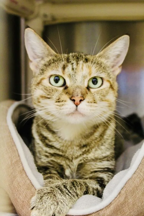 An adult small-sized female Domestic Short Hair cat named Pleakley for adoption in Indiana, PA