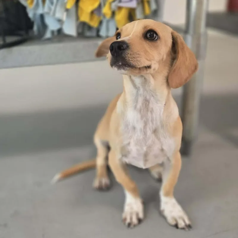 A baby small-sized male Yellow / Tan / Blond / Fawn Dachshund dog named Taco for adoption in Carmel, NY