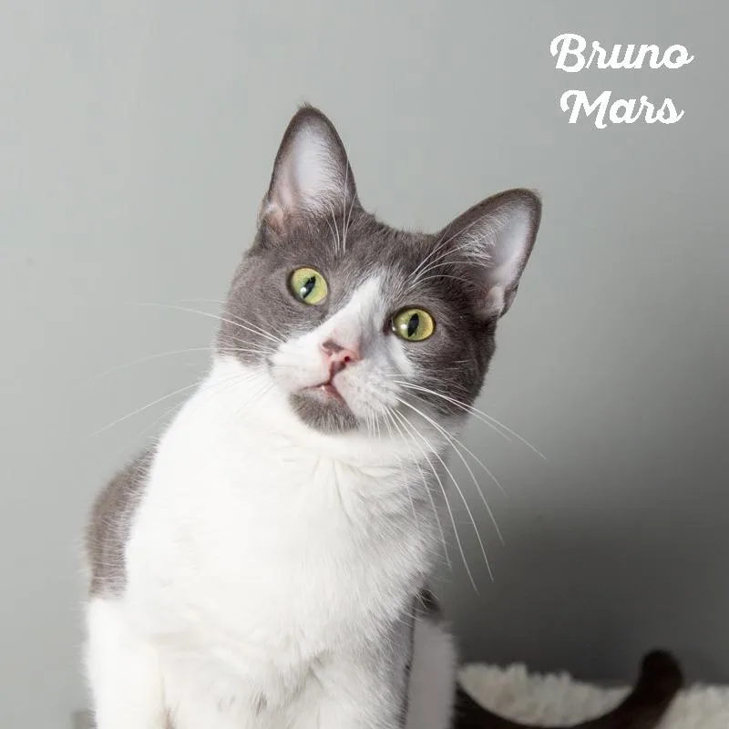 Lady Gaga thumbnail 5