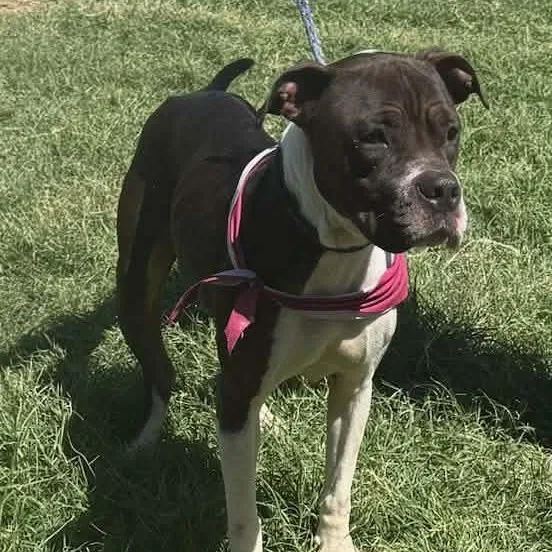 Lily Mae thumbnail 3