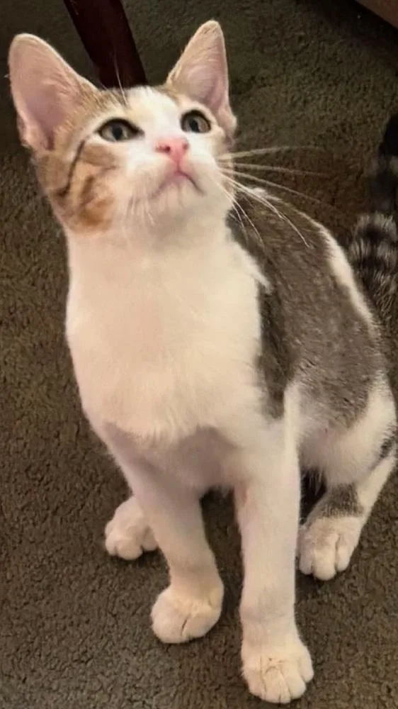 A baby small-sized male Gray & White Domestic Short Hair cat named Bobbie for adoption in Chicago, IL
